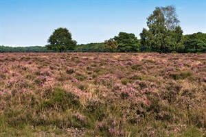 Bussummerheide