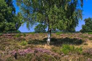 Bussummerheide