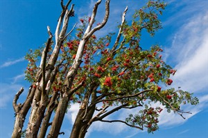 Bussummerheide