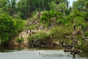 Vogels van Brede Water