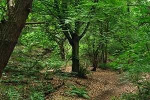 Wandelpad in Brede Water