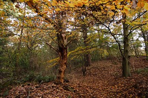 Herfst in Brede Water