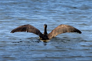 Aalscholver in Brede Water