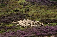 Schapen in Nationaal Park Veluwezoom