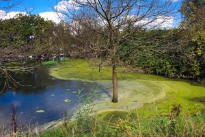 Nationaal Park De Biesbosch