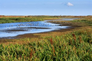 Duinen van Texel