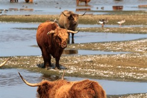 Hooglanders in de Bolle Kamer