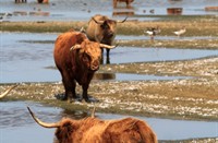 Hooglanders in de Bolle Kamer