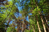 Bossen van Kampina , Kampina