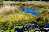 Kampina, Kampina