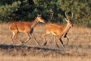 Hindes in het Nationaal Park De Hoge Veluwe