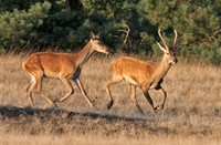 Hindes in het Nationaal Park De Hoge Veluwe