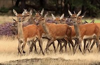 Kudde hindes in het Nationaal Park De Hoge Veluwe