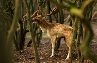 Damhert in de Amterdamse Waterleidingduinen