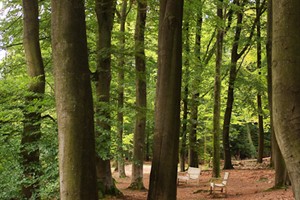 Leuvenumse Bos