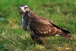 Buizerd