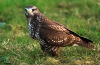 Buizerd