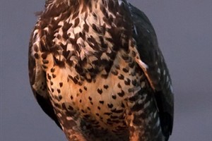 Buizerd