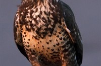 Buizerd