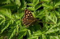 Vlinder, Krekengebied De Schelphoek