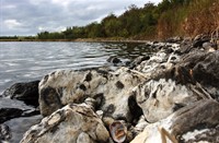 De Schelphoek, Krekengebied De Schelphoek