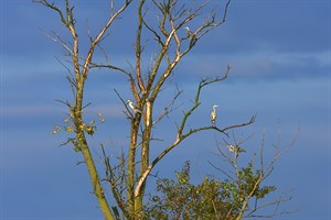 Reigers in Beekdal De Beerze