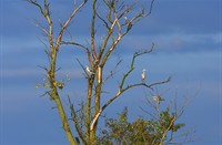 Reigers in Beekdal De Beerze, Beekdal De Beerze