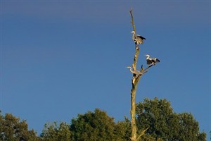 Reigers in Beekdal De Beerze