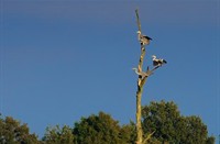 Reigers in Beekdal De Beerze, Beekdal De Beerze