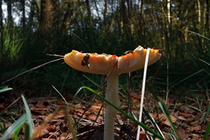 Natuurgebied de Grijze Steen