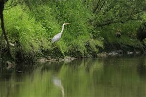 Langs de oevers wachten reigers op hun maaltijd