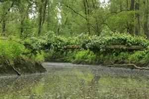 Dwalen in de jungle van Biesbosch