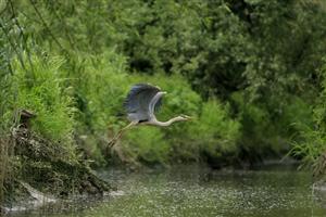 Langs de oevers wachten reigers op hun maaltijd