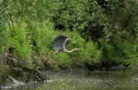 Langs de oevers wachten reigers op hun maaltijd, Nationaal Park De Biesbosch, Blauwe Reiger