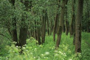 Wildgroei Biesbosch