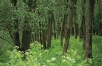 Wildgroei Biesbosch, Nationaal Park De Biesbosch