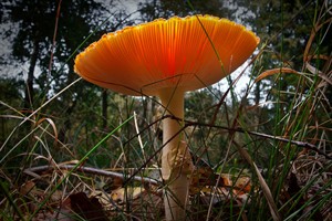 Vliegenzwam in Natuurgebied de Grijze Steen