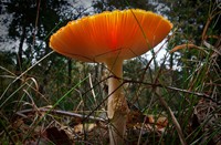 Vliegenzwam in Natuurgebied de Grijze Steen, Natuurgebied de Grijze Steen