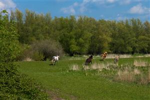 Paarden mogen de natuur helpen