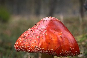 Vliegenzwam in Nationaal Park Dwingelderveld