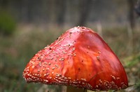 Vliegenzwam in Nationaal Park Dwingelderveld