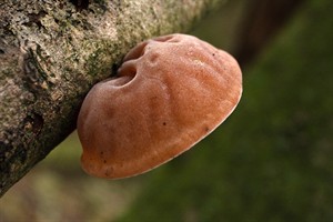 Judasoor in Staelduinse bos