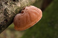 Judasoor in Staelduinse bos, Staelduinse Bos