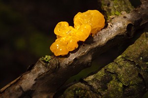 Gele Trilzwam in Staelduinse bos