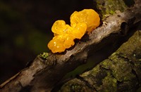 Gele Trilzwam in Staelduinse bos, Staelduinse Bos