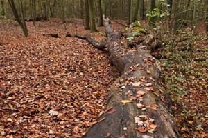 Midden-Delfland