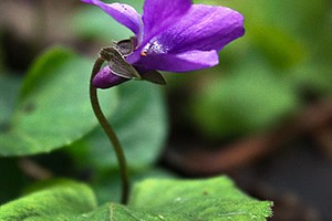 Staelduinse Bos