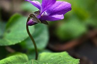 Staelduinse Bos, Staelduinse Bos