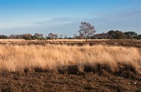 Strabrechtse heide