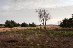 Strabrechtse heide